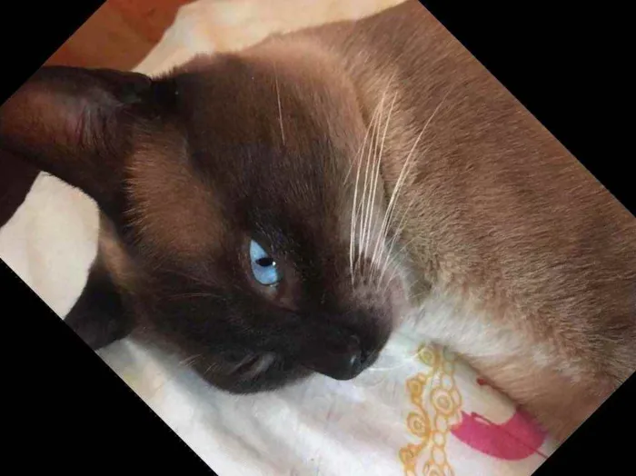 Gato ra a Um siamês  idade Abaixo de 2 meses nome Oceano, Wilian...