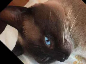 Gato raça Um siamês  idade Abaixo de 2 meses nome Oceano, Wilian...