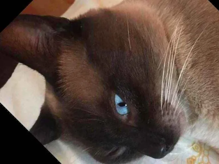 Gato ra a Um siamês  idade Abaixo de 2 meses nome Oceano, Wilian...