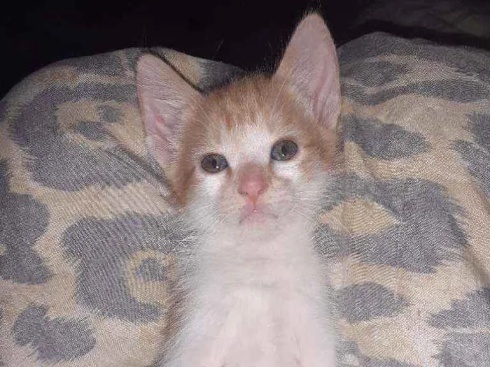 Gato ra a  idade 2 a 6 meses nome Aínda não tem nomes