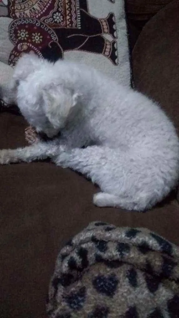 Cachorro ra a Puddle toy idade 6 ou mais anos nome Belo