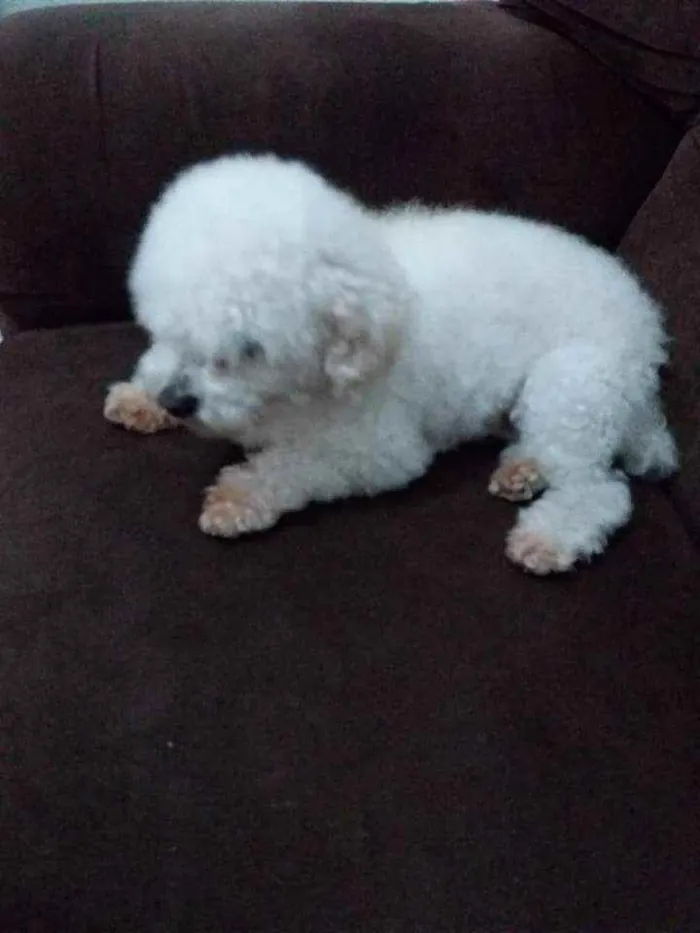 Cachorro ra a Puddle toy idade 6 ou mais anos nome Belo