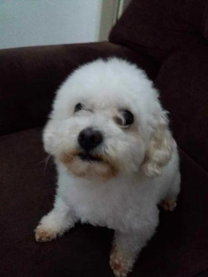 Cachorro ra a Puddle toy idade 6 ou mais anos nome Belo