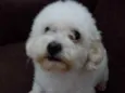Belo