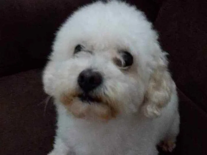 Cachorro ra a Puddle toy idade 6 ou mais anos nome Belo