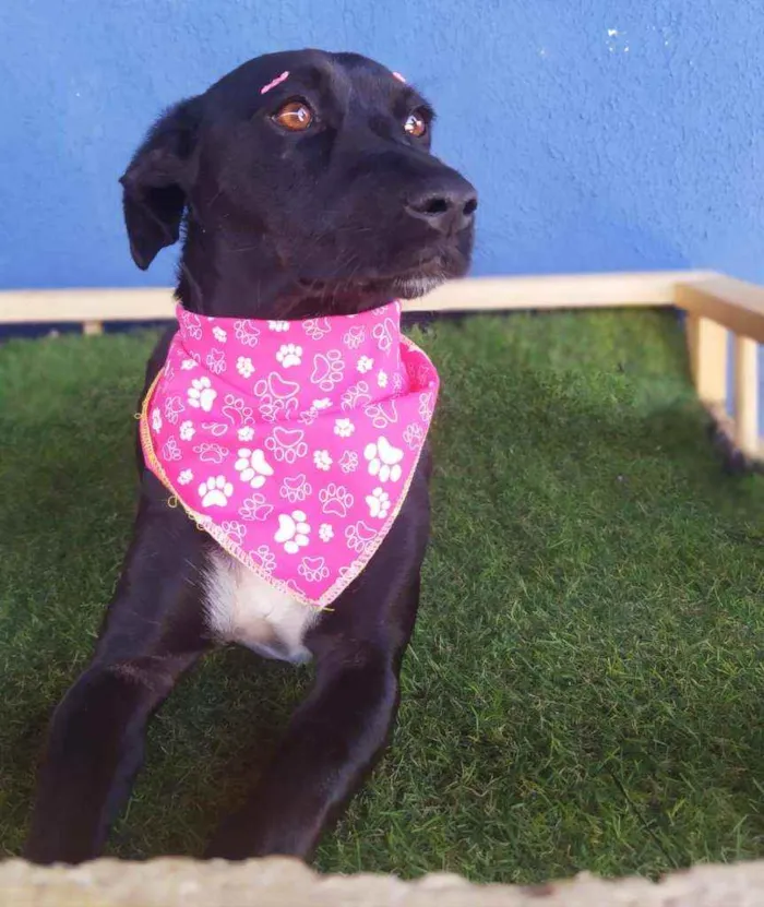 Cachorro ra a Srd idade 1 ano nome Amora