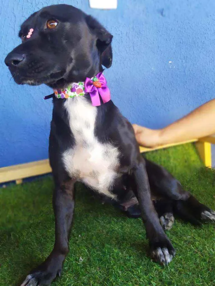 Cachorro ra a Srd idade 1 ano nome Amora
