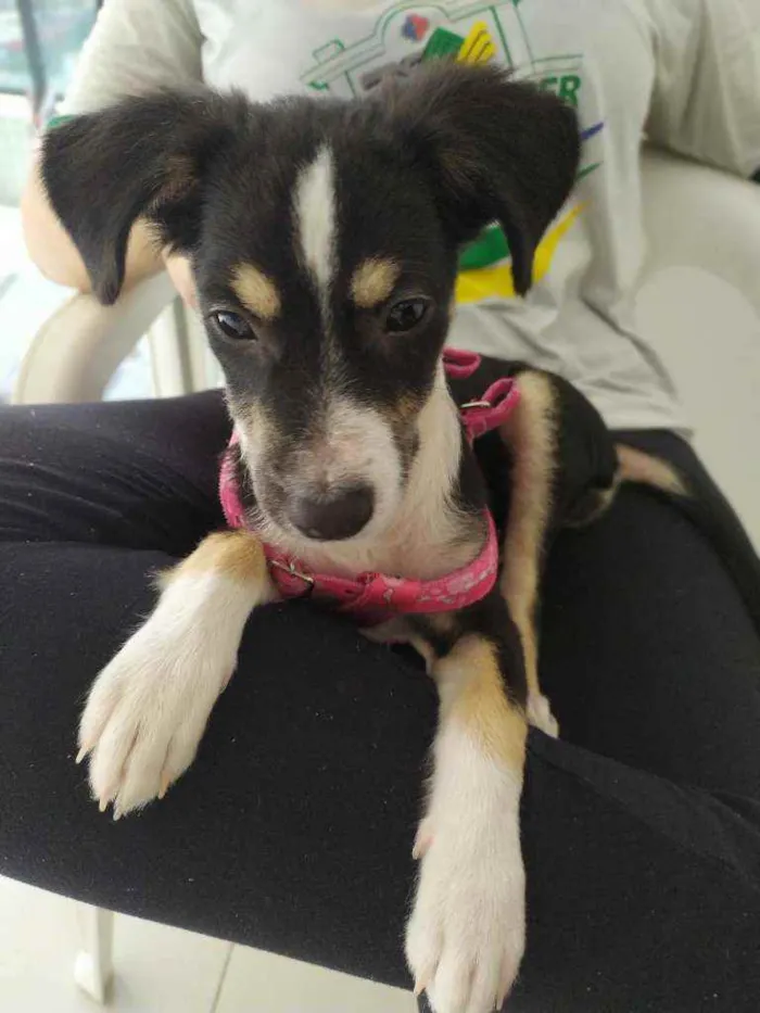 Cachorro ra a SRD idade 7 a 11 meses nome Lola