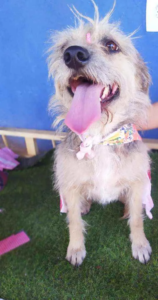 Cachorro ra a Srd idade 1 ano nome Kiara
