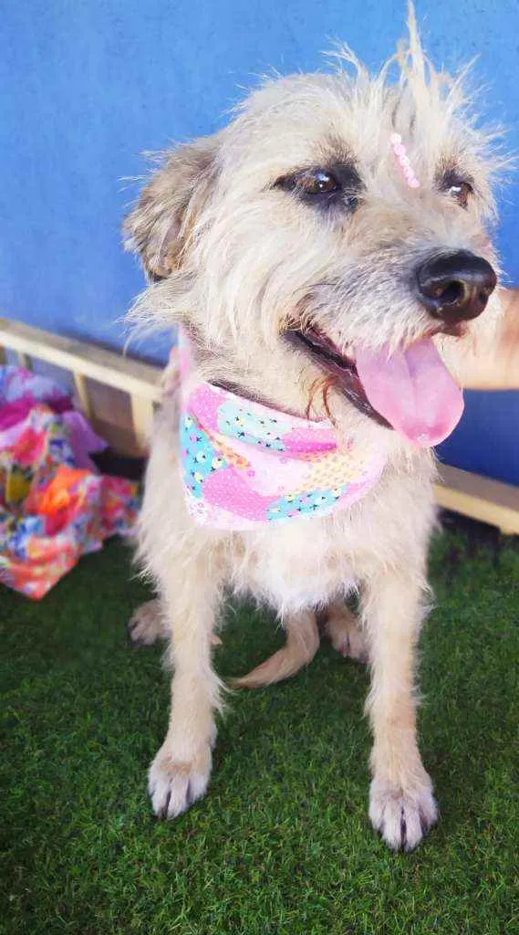 Cachorro ra a Srd idade 1 ano nome Kiara