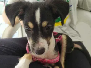 Cachorro raça SRD idade 7 a 11 meses nome Lola