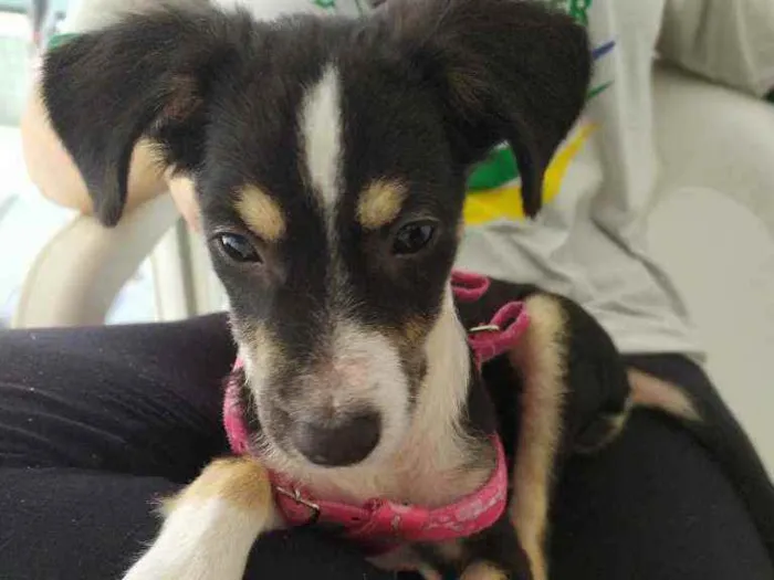 Cachorro ra a SRD idade 7 a 11 meses nome Lola