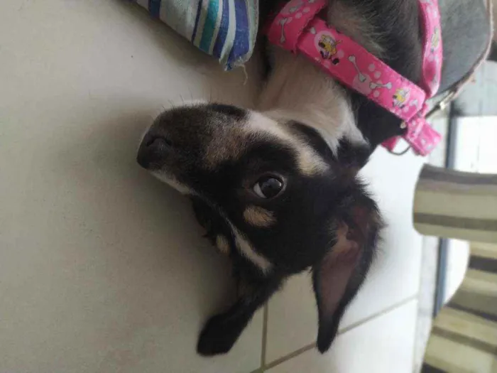 Cachorro ra a SRD idade 7 a 11 meses nome Lola