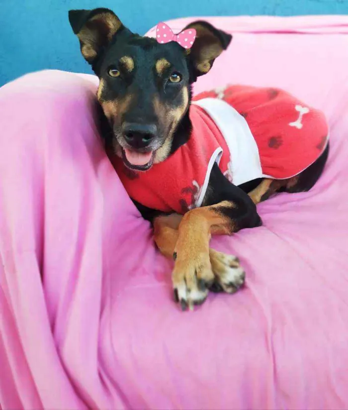 Cachorro ra a Srd idade 2 anos nome Judith