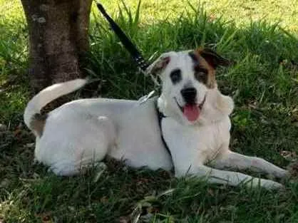 Cachorro ra a Vira latas idade 3 anos nome Chico