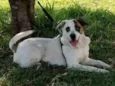 Chico