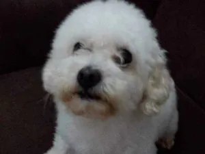 Cachorro raça Puddle toy idade 6 ou mais anos nome Belo 