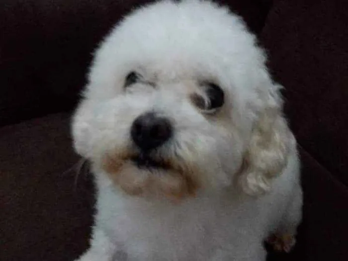 Cachorro ra a Puddle toy idade 6 ou mais anos nome Belo
