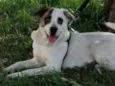 Chico
