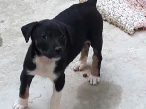 Cachorro raça  idade 2 a 6 meses nome Ainda não tem nome 
