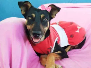 Cachorro raça Srd idade 2 anos nome Judith