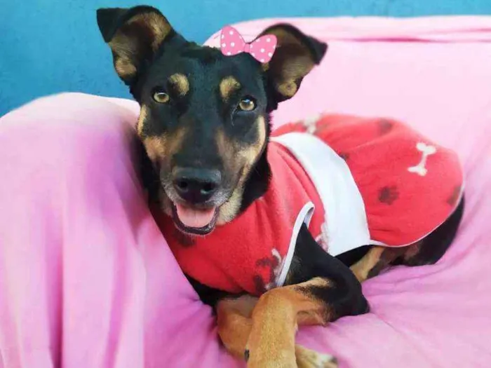 Cachorro ra a Srd idade 2 anos nome Judith