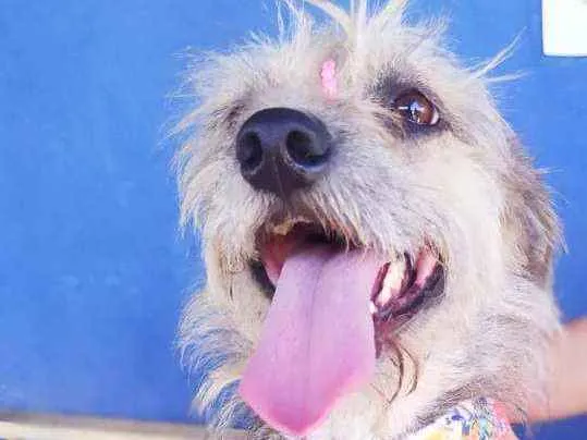 Cachorro ra a Srd idade 1 ano nome Kiara
