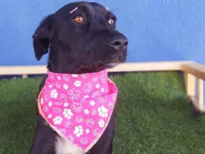 Cachorro raça Srd idade 1 ano nome Amora