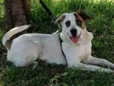Cachorro ra a Vira latas idade 3 anos nome Chico