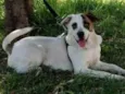 Chico