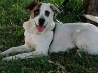 Cachorro ra a Vira latas idade 3 anos nome Chico