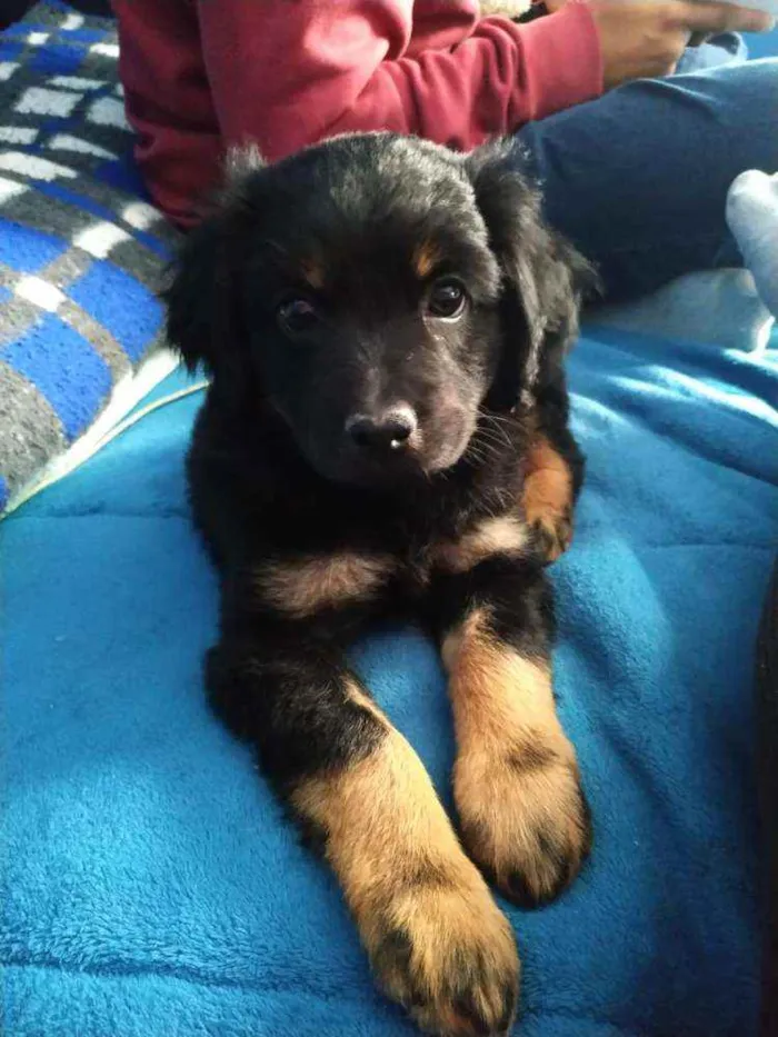 Cachorro ra a Poddle misturado com SRD idade 2 a 6 meses nome Neguinha