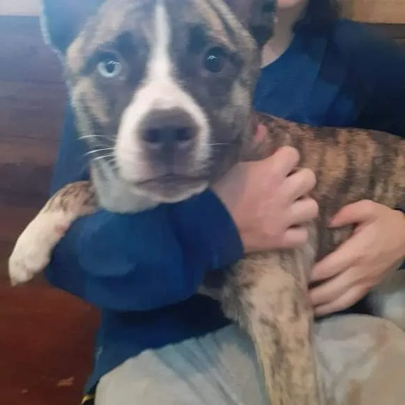 Cachorro raça Indefinida idade 7 a 11 meses nome Katie