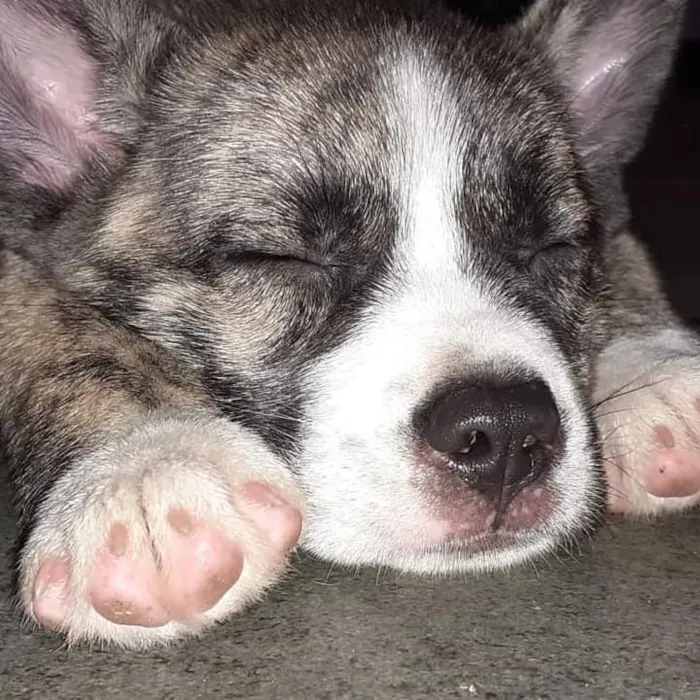 Cachorro raça Indefinida idade 7 a 11 meses nome Katie