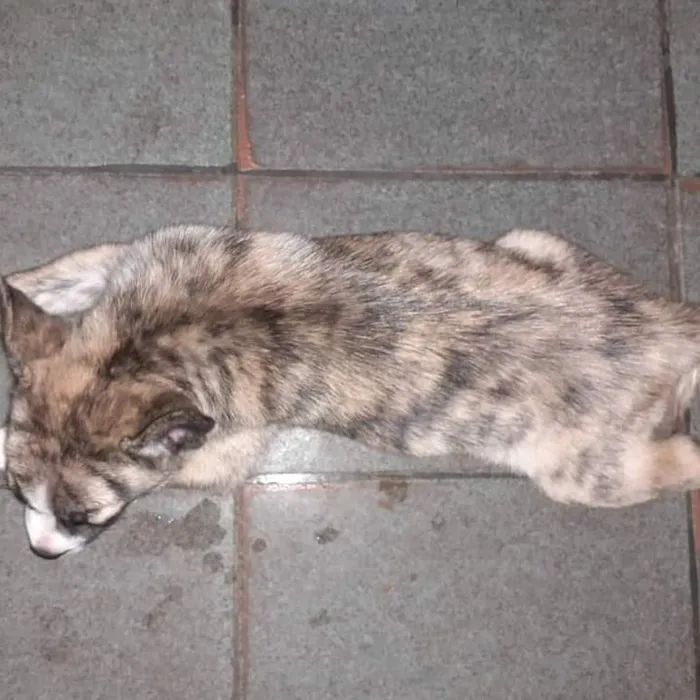 Cachorro raça Indefinida idade 7 a 11 meses nome Katie