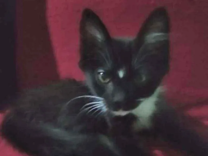 Gato ra a Srd idade 2 a 6 meses nome Naz