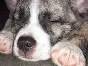 Cachorro raça Indefinida idade 7 a 11 meses nome Katie