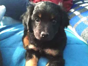 Cachorro raça Poddle misturado com SRD idade 2 a 6 meses nome Neguinha