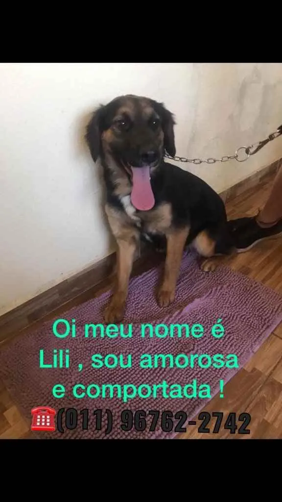 Cachorro ra a SRD idade 1 ano nome Nomes na foto