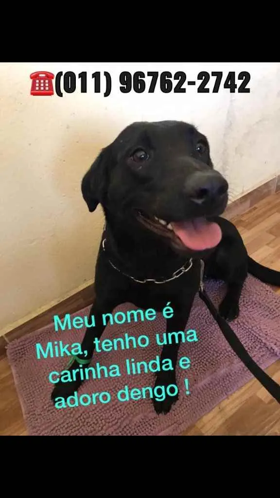 Cachorro ra a SRD idade 1 ano nome Nomes na foto