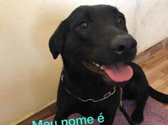 Cachorro ra a SRD idade 1 ano nome Nomes na foto