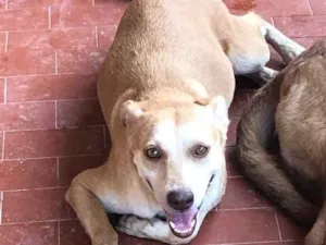Cachorro raça Labrador misturado  idade 2 anos nome Rex, layla , mel