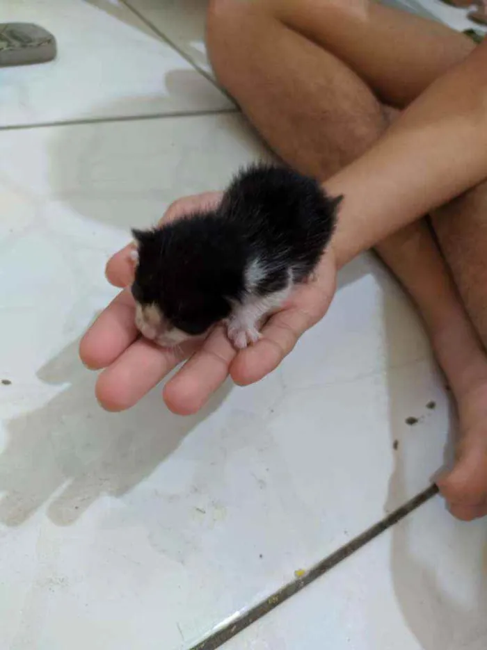 Gato ra a Vira lata idade Abaixo de 2 meses nome Sem nome