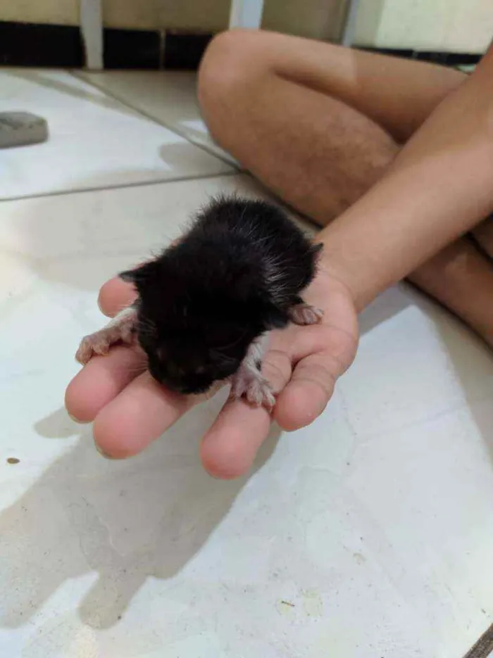 Gato ra a Vira lata idade Abaixo de 2 meses nome Sem nome