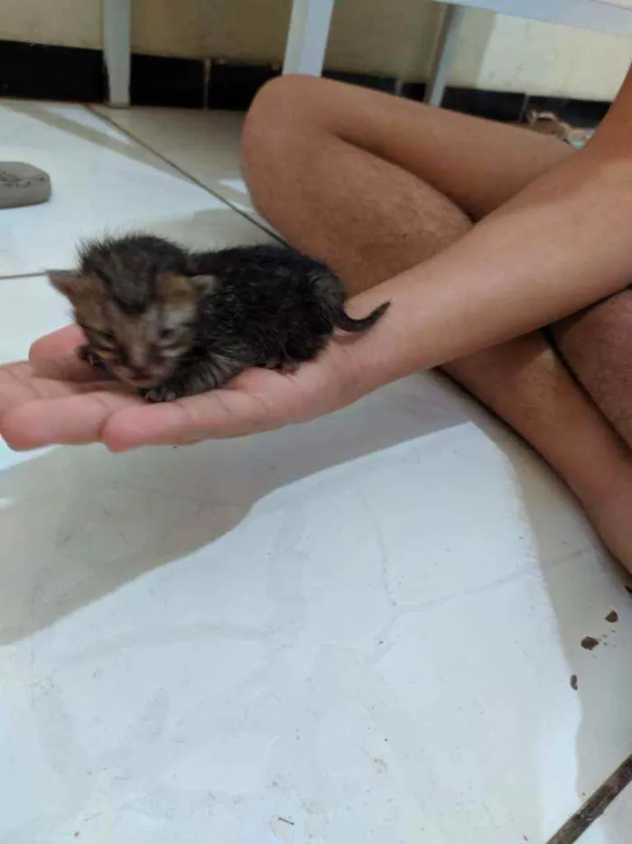 Gato ra a Vira lata idade Abaixo de 2 meses nome Sem nome