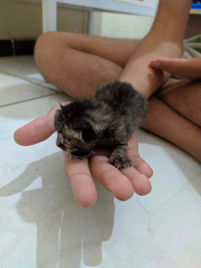 Gato ra a Vira lata idade Abaixo de 2 meses nome Sem nome