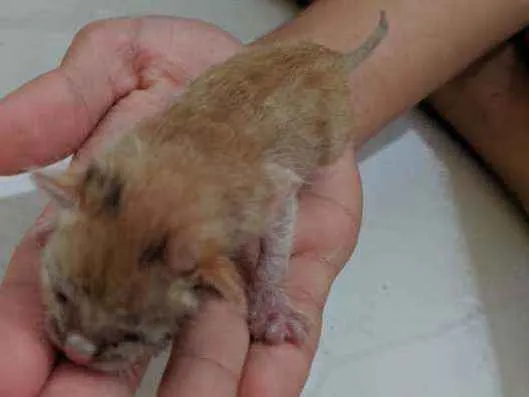 Gato ra a Vira lata idade Abaixo de 2 meses nome Sem nome