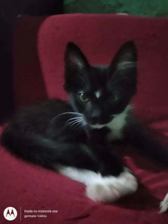 Gato ra a SRD idade 2 a 6 meses nome Naz