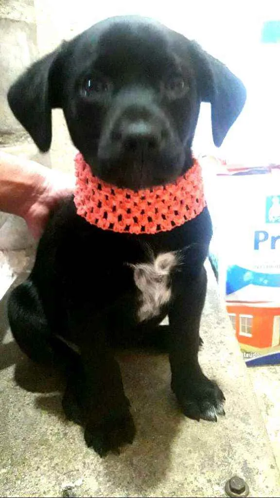 Cachorro ra a  idade Abaixo de 2 meses nome Filhotes Sueli
