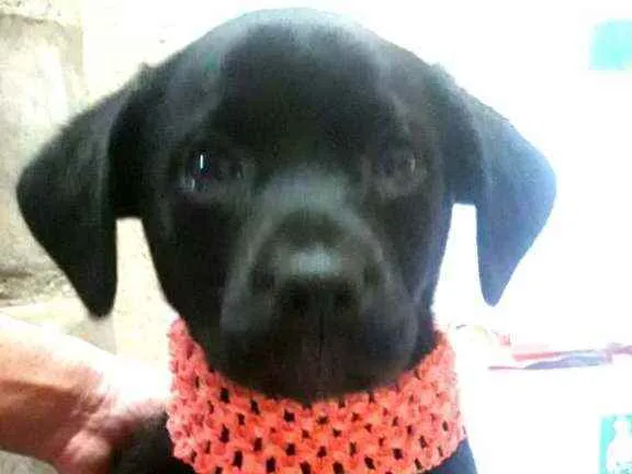 Cachorro ra a  idade Abaixo de 2 meses nome Filhotes Sueli